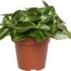 Peperomia (Peperomia 'Pixie) D 12 H 20 Cm -Groene Bloom Winkel 8717263465911