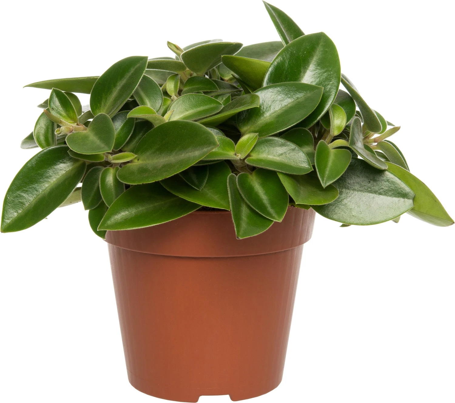 Peperomia (Peperomia 'Pixie) D 12 H 20 Cm 3 Peperomia (Peperomia 'Pixie) D 12 H 20 Cm