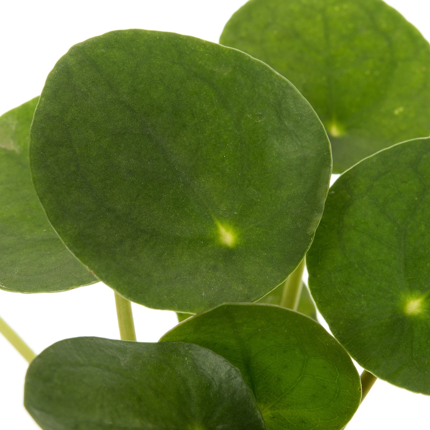 Pannenkoekenplant (Pilea Peperomioides) D 7 H 15 Cm 4 Pannenkoekenplant (Pilea Peperomioides) D 7 H 15 Cm - Afbeelding 2