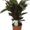Calathea (Calathea Rufibarba 'Elgergrass') D 12 H 35 Cm -Groene Bloom Winkel 8717263466833