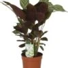 Gebedsplant (Ctenanthe Setosa 'Compactstar') D 12 H 35 Cm 2 Gebedsplant (Ctenanthe Setosa 'Compactstar') D 12 H 35 Cm -Groene Bloom Winkel 8717263466857 1