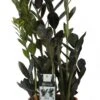 Zwarte Zamioculcas (Zamioculcas 'Raven') D 17 H 65 Cm 1 Zwarte Zamioculcas (Zamioculcas 'Raven') D 17 H 65 Cm -Groene Bloom Winkel 8717263467083 1