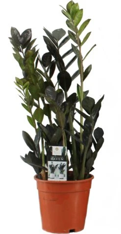 Zwarte Zamioculcas (Zamioculcas 'Raven') D 17 H 65 Cm