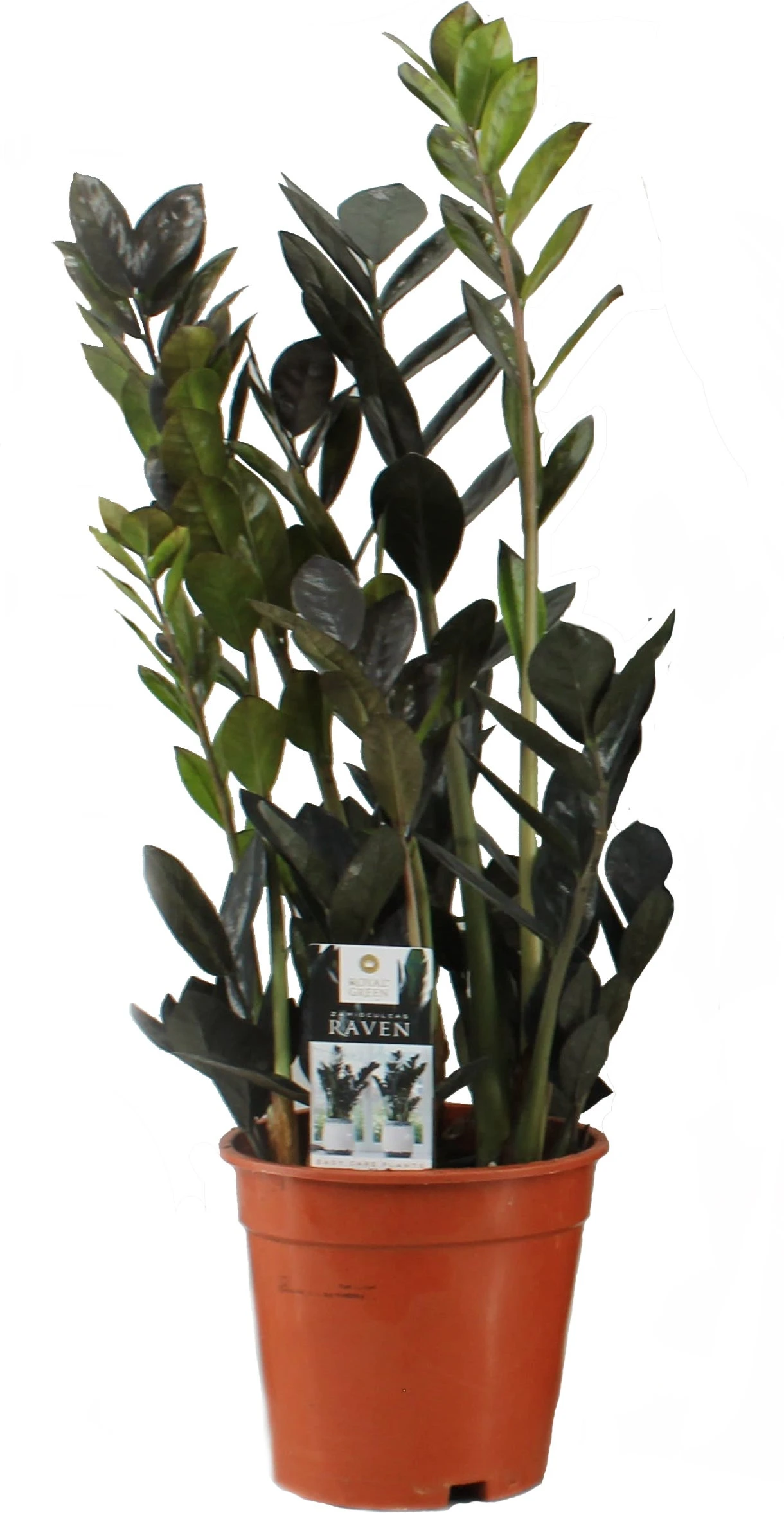 Zwarte Zamioculcas (Zamioculcas 'Raven') D 17 H 65 Cm 3 Zwarte Zamioculcas (Zamioculcas 'Raven') D 17 H 65 Cm