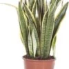 Vrouwentong (Sansevieria Trifasciata 'Laurentii') D 25 H 80 Cm 2 Vrouwentong (Sansevieria Trifasciata 'Laurentii') D 25 H 80 Cm -Groene Bloom Winkel 8717263467212 1