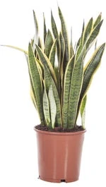 Vrouwentong (Sansevieria Trifasciata 'Laurentii') D 25 H 80 Cm