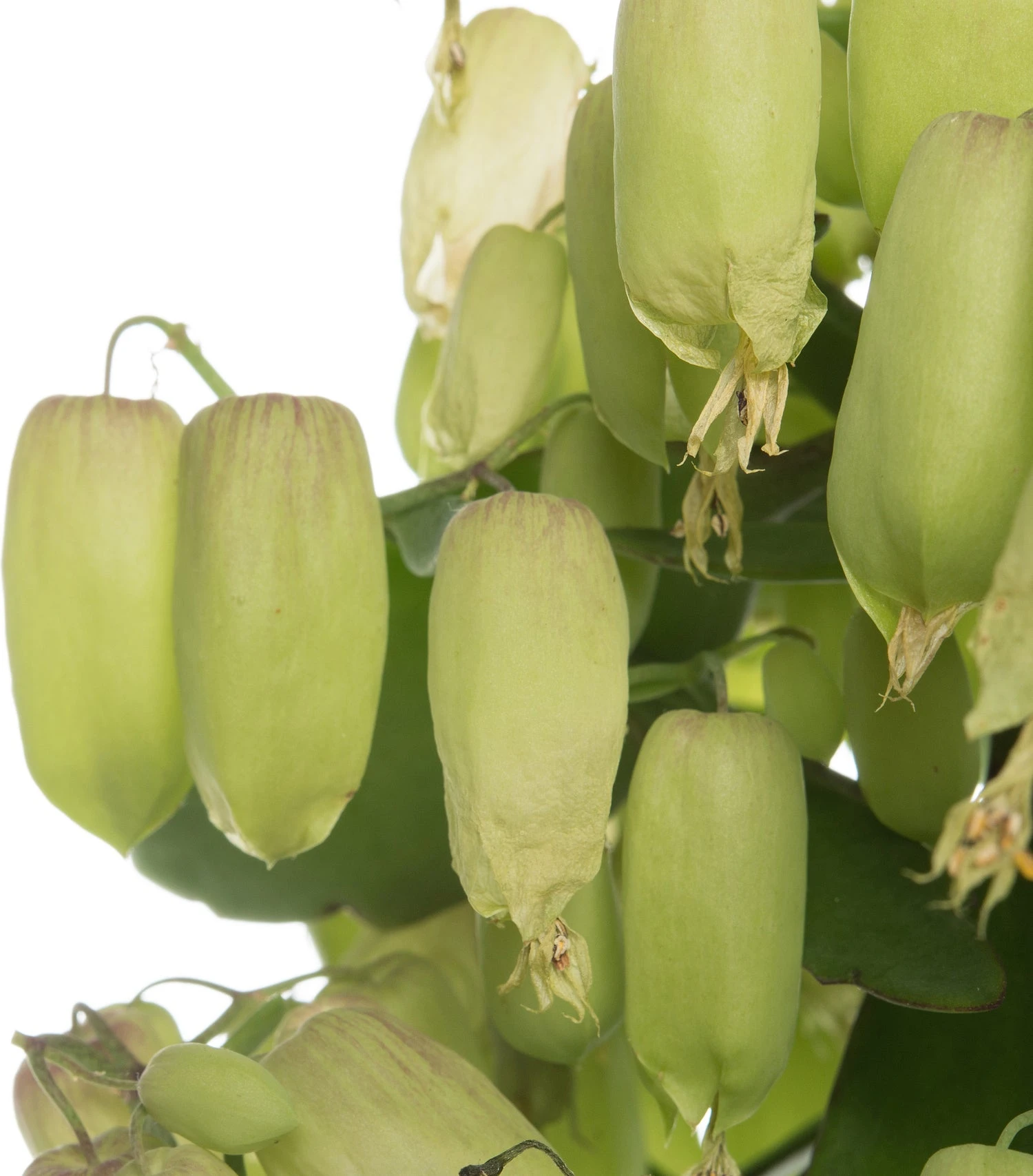 Kalanchoë (Kalanchoe 'Magic Bell') D 14 H 65 Cm 4 Kalanchoë (Kalanchoe 'Magic Bell') D 14 H 65 Cm - Afbeelding 2