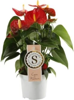 Flamingoplant (Anthurium Andreanum 'Red Champion') D 9 H 30 Cm