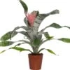 Kokerbromelia (Aechmea 'Primera') D 15 H 60 Cm 2 Kokerbromelia (Aechmea 'Primera') D 15 H 60 Cm -Groene Bloom Winkel 8717263468080 1