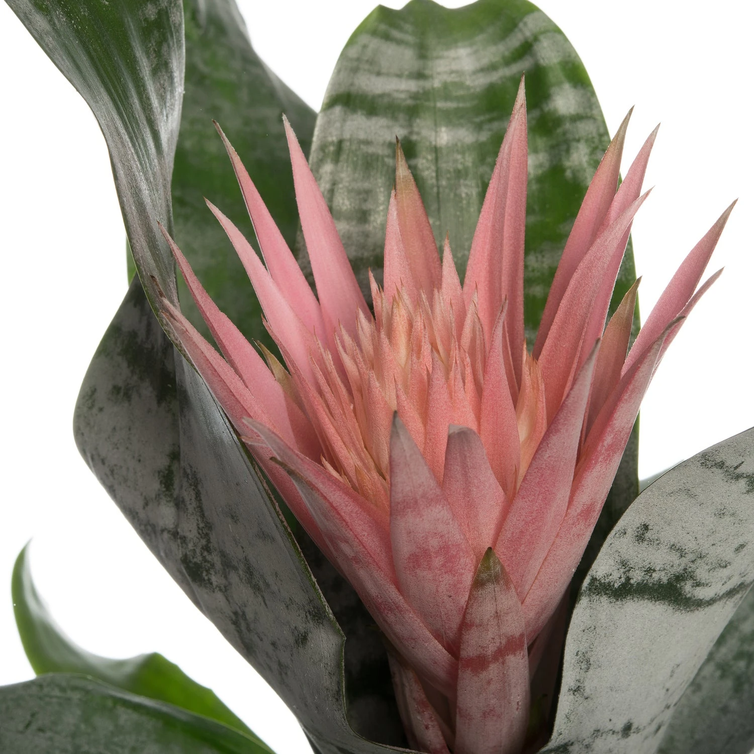 Kokerbromelia (Aechmea 'Primera') D 15 H 60 Cm 4 Kokerbromelia (Aechmea 'Primera') D 15 H 60 Cm - Afbeelding 2