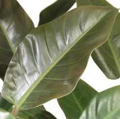 Philodendron (Philodendron 'Imperial Red') D 27 H 75 Cm