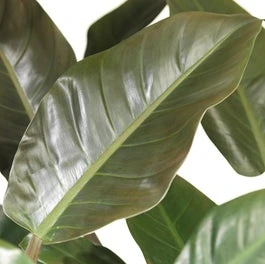 Philodendron (Philodendron 'Imperial Red') D 27 H 75 Cm 3 Philodendron (Philodendron 'Imperial Red') D 27 H 75 Cm