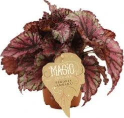 Bladbegonia (Begonia Rex (MC) 'Lambada') D 12 H 25 Cm