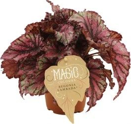 Bladbegonia (Begonia Rex (MC) 'Lambada') D 12 H 25 Cm 3 Bladbegonia (Begonia Rex (MC) 'Lambada') D 12 H 25 Cm