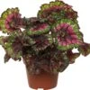Bladbegonia (Begonia Rex (MC) 'Macarena') D 13 H 25 Cm 1 Bladbegonia (Begonia Rex (MC) 'Macarena') D 13 H 25 Cm -Groene Bloom Winkel 8717263468400
