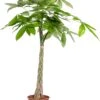 Geldboom (Pachira Aquatica) D 21 H 100 Cm 1 Geldboom (Pachira Aquatica) D 21 H 100 Cm -Groene Bloom Winkel 8717263468738 1 1