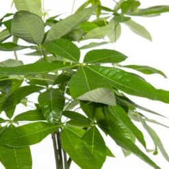 Geldboom (Pachira Aquatica) D 21 H 100 Cm -Groene Bloom Winkel 8717263468738 2