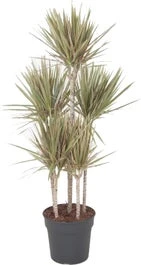 Drakenbloedboom (Dracaena Marginata 'Bicolor') D 31 H 150 Cm 3 Drakenbloedboom (Dracaena Marginata 'Bicolor') D 31 H 150 Cm