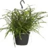 Krulvaren In Hangpot (Nephrolepis 'Duffi') D 17 H 35 Cm -Groene Bloom Winkel 8717263469902