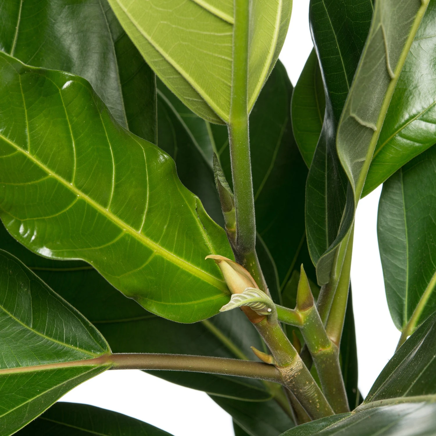 Banyanvijg (Ficus benghalensis 'Roy') D 21 H 105 Cm 4 Banyanvijg (Ficus benghalensis 'Roy') D 21 H 105 Cm - Afbeelding 2