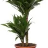 Drakenbloedboom (Dracaena Fragrans 'Compacta') D 17 H 55 Cm 1 Drakenbloedboom (Dracaena Fragrans 'Compacta') D 17 H 55 Cm -Groene Bloom Winkel 8717263540212