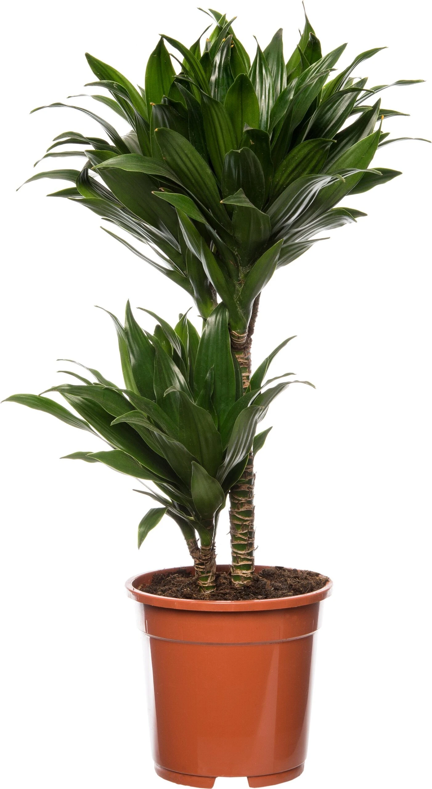 Drakenbloedboom (Dracaena Fragrans 'Compacta') D 17 H 55 Cm 3 Drakenbloedboom (Dracaena Fragrans 'Compacta') D 17 H 55 Cm