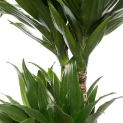 Drakenbloedboom (Dracaena Fragrans 'Compacta') D 17 H 55 Cm 5 Drakenbloedboom (Dracaena Fragrans 'Compacta') D 17 H 55 Cm -Groene Bloom Winkel 8717263540212 2