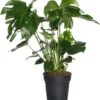 Gatenplant (Monstera Deliciosa) D 17 H 60 Cm 2 Gatenplant (Monstera Deliciosa) D 17 H 60 Cm -Groene Bloom Winkel 8717263540496