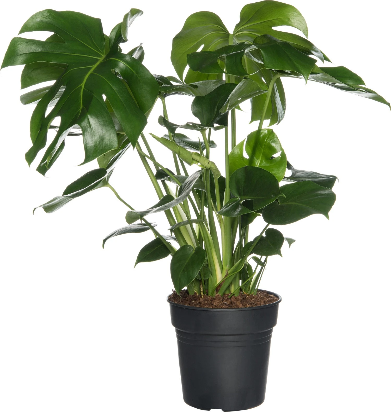 Gatenplant (Monstera Deliciosa) D 17 H 60 Cm 3 Gatenplant (Monstera Deliciosa) D 17 H 60 Cm