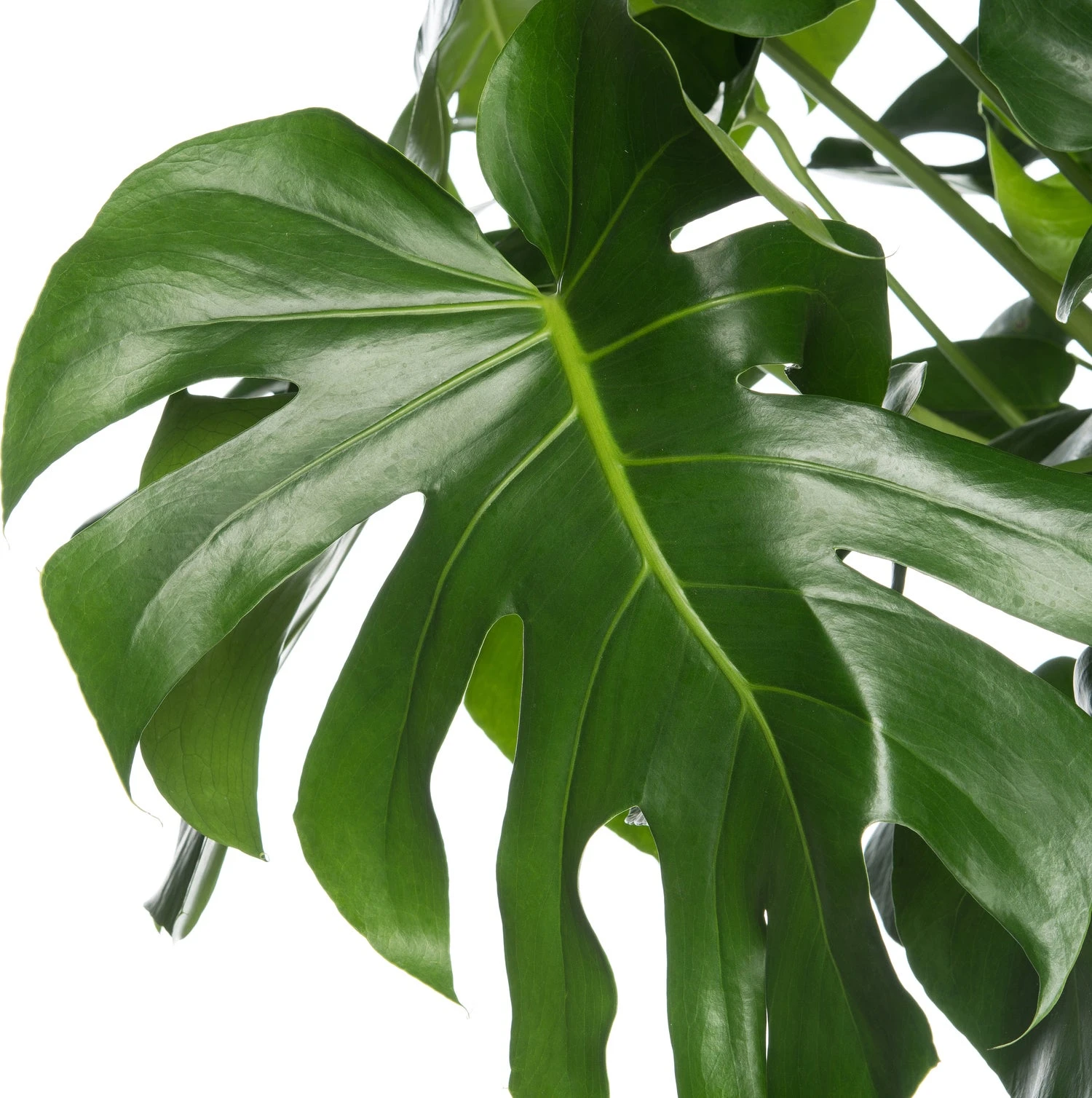 Gatenplant (Monstera Deliciosa) D 17 H 60 Cm 4 Gatenplant (Monstera Deliciosa) D 17 H 60 Cm - Afbeelding 2