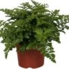 Moedervaren (Asplenium 'Parvati') D 12 H 25 Cm -Groene Bloom Winkel 8717263540632