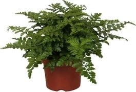 Moedervaren (Asplenium 'Parvati') D 12 H 25 Cm 3 Moedervaren (Asplenium 'Parvati') D 12 H 25 Cm