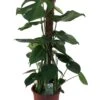 Gatenplant (Monstera Deliciosa) D 19 H 80 Cm -Groene Bloom Winkel 8717263540717 1