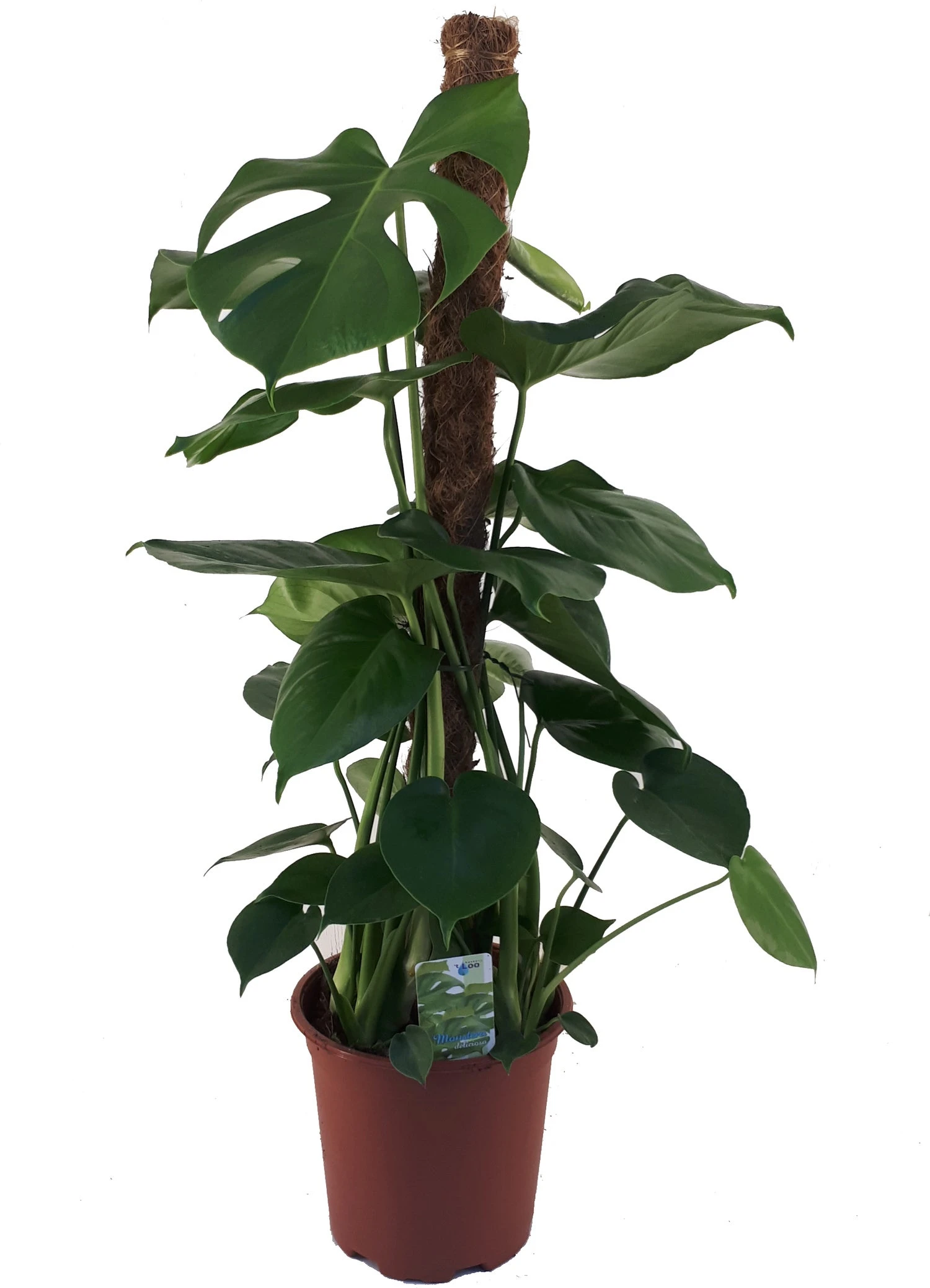 Gatenplant (Monstera Deliciosa) D 19 H 80 Cm 3 Gatenplant (Monstera Deliciosa) D 19 H 80 Cm