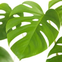 Gatenplant (Monstera Deliciosa) D 19 H 80 Cm 5 Gatenplant (Monstera Deliciosa) D 19 H 80 Cm -Groene Bloom Winkel 8717263540717 2