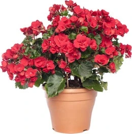 Begonia (Begonia 'el Grace') D 14 H 35 Cm 3 Begonia (Begonia 'el Grace') D 14 H 35 Cm