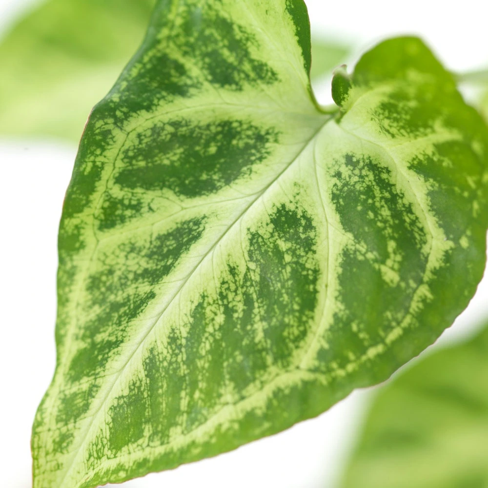 Pijlplant (Syngonium 'Arrow') D 12 H 25 Cm 4 Pijlplant (Syngonium 'Arrow') D 12 H 25 Cm - Afbeelding 2