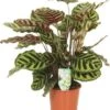 Calathea (Calathea Makoyana) D 17 H 60 Cm -Groene Bloom Winkel 8717263541653