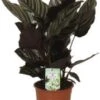 Calathea (Calathea Sanderiana 'Ornata') D 14 H 40 Cm -Groene Bloom Winkel 8717263541677