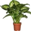 Dieffenbachia (Dieffenbachia Seguine 'Reeva') D 24 H 80 Cm 1 Dieffenbachia (Dieffenbachia Seguine 'Reeva') D 24 H 80 Cm -Groene Bloom Winkel 8717263541738