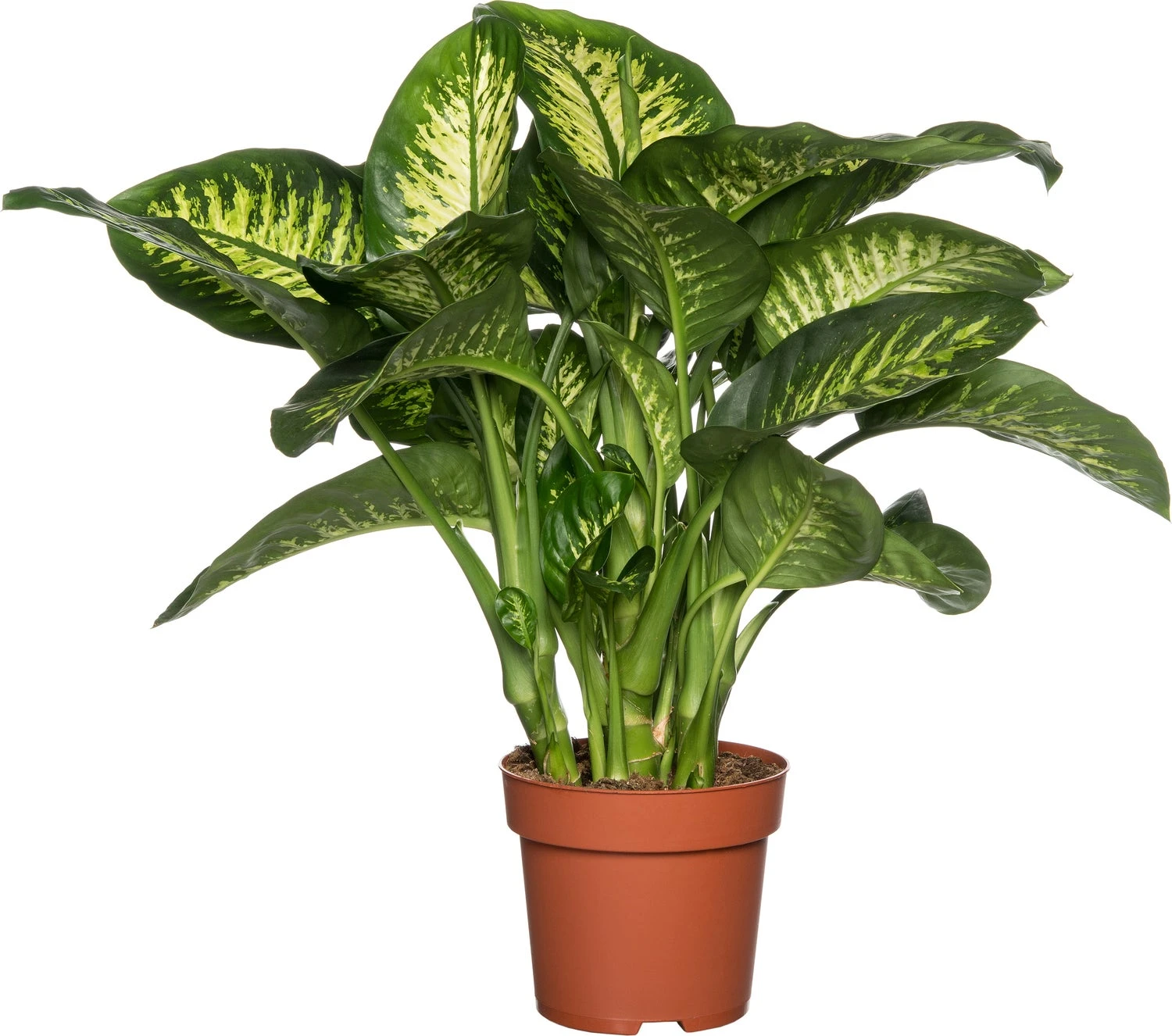 Dieffenbachia (Dieffenbachia Seguine 'Reeva') D 24 H 80 Cm 3 Dieffenbachia (Dieffenbachia Seguine 'Reeva') D 24 H 80 Cm