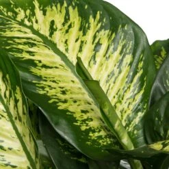 Dieffenbachia (Dieffenbachia Seguine 'Reeva') D 24 H 80 Cm 5 Dieffenbachia (Dieffenbachia Seguine 'Reeva') D 24 H 80 Cm -Groene Bloom Winkel 8717263541738 2