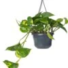 Drakenklimop In Hangpot (Epipremnum Pinnatum 'Aureum') D 15 H 40 Cm -Groene Bloom Winkel 8717263541806