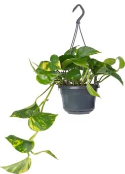 Drakenklimop In Hangpot (Epipremnum Pinnatum 'Aureum') D 15 H 40 Cm