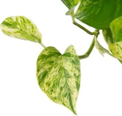 Drakenklimop In Hangpot (Epipremnum Pinnatum 'Marble Queen') D 15 H 30 Cm 5 Drakenklimop In Hangpot (Epipremnum Pinnatum 'Marble Queen') D 15 H 30 Cm -Groene Bloom Winkel 8717263541813 2