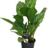 Aglaonema (Aglaonema 'Stripes') D 17 H 60 Cm 1 Aglaonema (Aglaonema 'Stripes') D 17 H 60 Cm -Groene Bloom Winkel 8717263542100 1