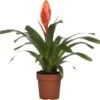 Vriesea (Vriesea 'Intenso Orange') D 12 H 42 Cm 2 Vriesea (Vriesea 'Intenso Orange') D 12 H 42 Cm -Groene Bloom Winkel 8717263542308