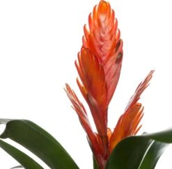 Vriesea (Vriesea 'Intenso Orange') D 12 H 42 Cm -Groene Bloom Winkel 8717263542308 2