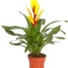 Vriesea (Vriesea 'Intenso Yellow') D 12 H 48 Cm 1 Vriesea (Vriesea 'Intenso Yellow') D 12 H 48 Cm -Groene Bloom Winkel 8717263542315