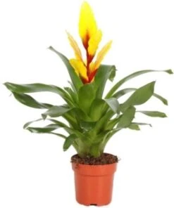 Vriesea (Vriesea 'Intenso Yellow') D 12 H 48 Cm